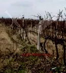 Парцел в Пловдив, с. Цалапица