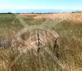 Снимка 2 — Парцел в Пловдив, с. Войводиново