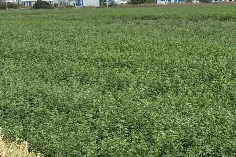 Plot in Oblast Plovdiv, Yagodovo