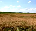 Снимка 2 — Парцел в София, с. Гурмазово