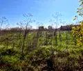 Снимка 2 — Парцел в Стара Загора, с. Сърнево