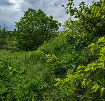 Photo 2 — Plot in Oblast Varna, Bliznaci