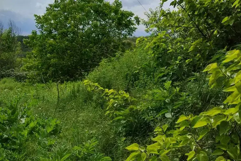 Plot in Oblast Varna, Bliznaci