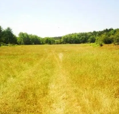 Photo 2 — Plot in Oblast Veliko Tyrnovo, Malki Chiflik