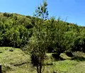 Снимка 4 — Парцел във Велико Търново, с. Войнежа