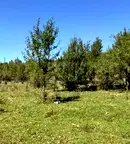 Парцел във Велико Търново, с. Войнежа