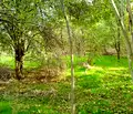 Снимка 3 — Къща в Плевен, с. Тотлебен