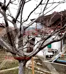 Къща в Пловдив, Асенов