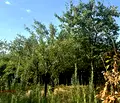 Снимка 4 — Къща в Пловдив, Карлово