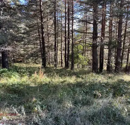 Снимка 5 — Земеделски имот в Пазарджик, Батак