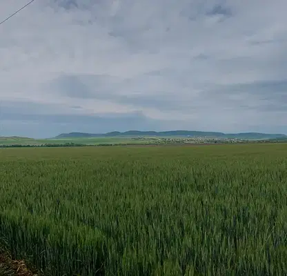 Photo 5 — Agricultural Land in Oblast Burgas, Tynkovo