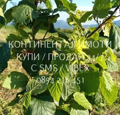 Снимка 5 — Овощна градина в Пловдив, с. Червен