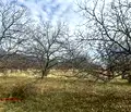 Снимка 4 — Земеделски имот в Пловдив, с. Кърнаре