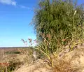 Снимка 3 — Парцел в с. Звездица