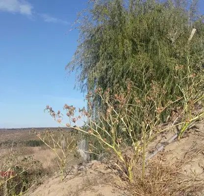 Photo 3 — Plot in Zvezdica