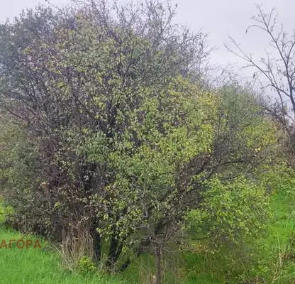 Photo 5 — Plot in Stara Zagora, Kolio Ganchev