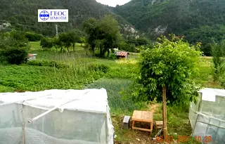 Парцел в Смолян, Невястата