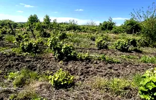 Парцел в Бургас, с. Каменар