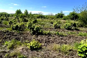 Парцел в Бургас, с. Каменар