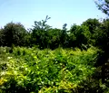 Снимка 4 — Парцел в Добрич, с. Безводица
