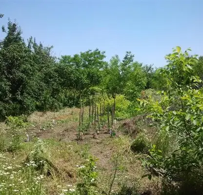 Снимка 5 — Парцел в Добрич, с. Безводица