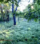 Парцел в Габрово, с. Лесичарка