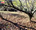 Снимка 4 — Парцел в Габрово, с. Междени