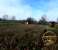 Снимка 3 — Парцел в Хасково, с. Добрич