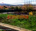 Снимка 2 — Парцел в Кюстендил, Кочериново