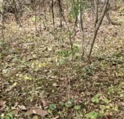Photo 2 — Plot in Oblast Pernik, Dolni Romanci
