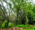 Снимка 4 — Парцел в Плевен, с. Гривица