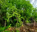 Снимка 5 — Парцел в Плевен, с. Гривица
