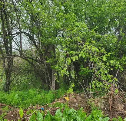 Photo 5 — Plot in Pleven, Grivica