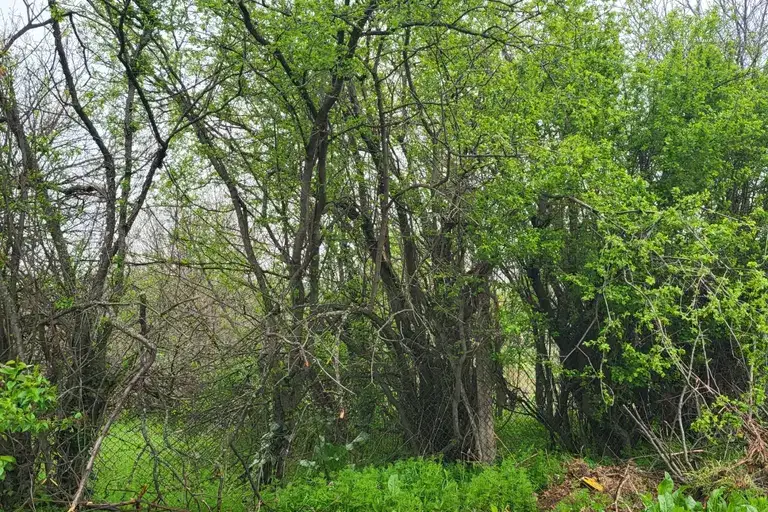Парцел в Плевен, с. Гривица