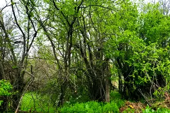 Парцел в Плевен, с. Гривица
