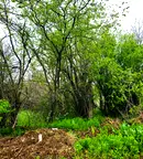 Парцел в Плевен, с. Гривица