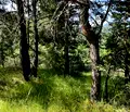 Снимка 3 — Парцел в Пловдив, с. Бойково