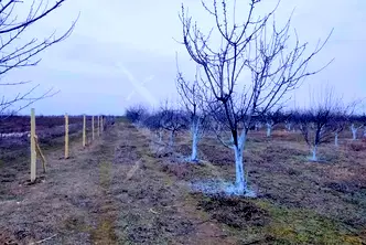 Парцел в Пловдив, с. Цалапица