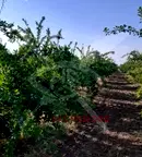 Парцел в Пловдив, с. Цалапица