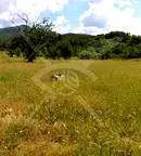 Парцел в Пловдив, с. Сърнегор