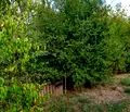 Снимка 2 — Парцел в Русе, с. Бръшлен