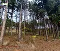 Снимка 4 — Парцел в Стара Загора, с. Богомилово