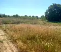 Снимка 5 — Парцел във Варна, с. Генерал Кантарджиево