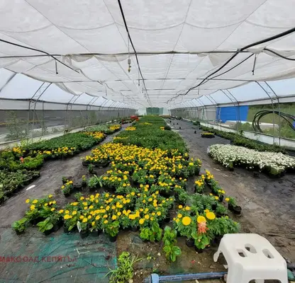 Photo 5 — Plot in Oblast Veliko Tyrnovo, Mihalci