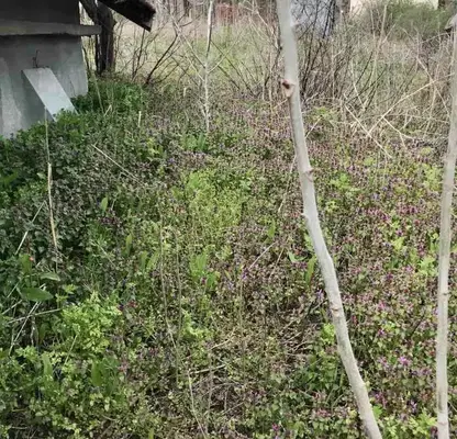 Снимка 4 — Парцел в Русе, с. Червена вода