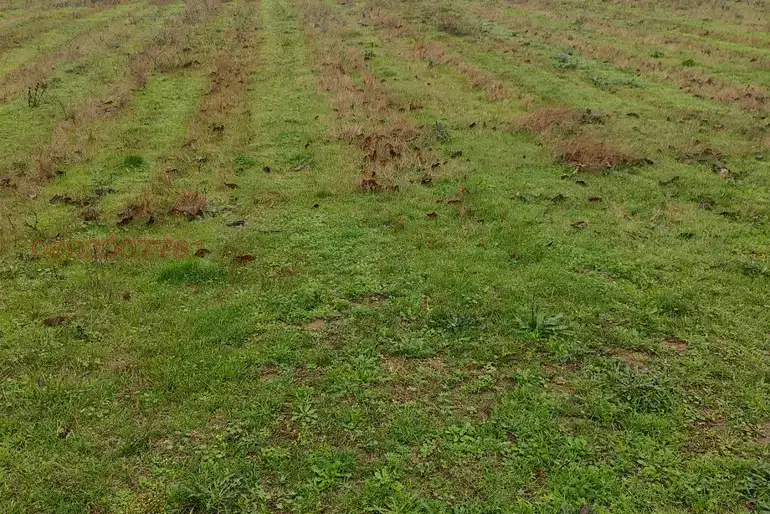 Plot in Oblast Burgas, Medovo
