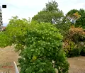 Снимка 4 — Двустаен апартамент с луксозен ремонт до Западен парк