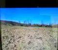 Снимка 3 — Земеделски имот в Добрич, с. Прилеп