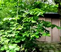 Снимка 4 — Къща в с. Клисура