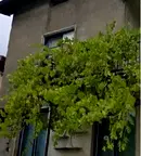 Къща в Пловдив, Куклен